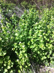 Evil garlic mustard, caught in the act of taking over a local ravine.